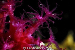 Soft coral by Ferdinando Meli 